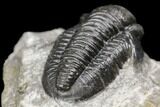 Detailed Gerastos Trilobite Fossil - Morocco #141683-5